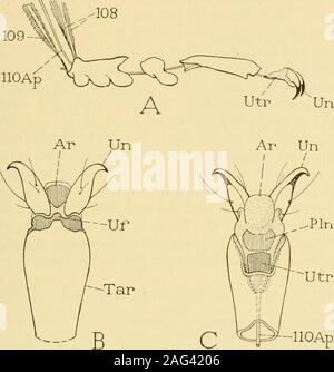 . Smithsonian miscellaneous collections. of the femur (fig. 39 A, B ...