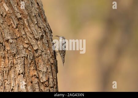 Indian spotted creeper (Salpornis spilonotus) at Dahod, Gujarat, India Stock Photo