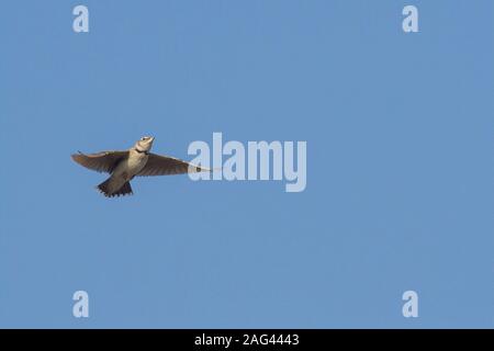 Bimaculated lark (Melanocorypha bimaculata) displaying Stock Photo