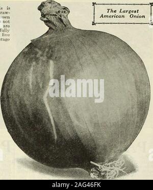. Gregory's honest seeds. , asfine as it is early. Pkt. 5c, oz. 25c, l4 lb. 75c,lb. $2.25, postpaid; by express, lb. $2.20. ONION SETS Egyptian or Perennial Tree Onions For Fall Planting Set out in September without the slightest Winterprotection, these will come up as soon as frost breaksground, and grow so rapidly that they are ready foruse two or three weeks before Onions from seed. Thebulbs are used as rare-ripes. They are larger thesecond year. They are unsurpassed for sweetness andtenderness. Leaves as well as tubers are used to flavorsoups. We send out in September as soon asripened. Th Stock Photo
