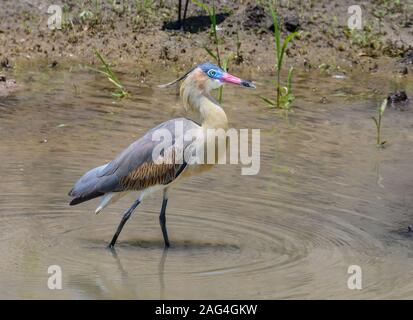 A Whistling Heron (Syrigma sibilatrix) foraging in a pond. Tocantins, Brazil. Stock Photo