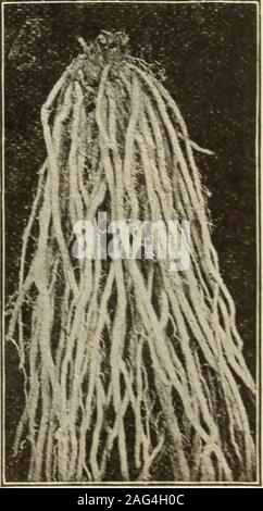 . Johnson's garden & farm manual : 1915. paid; by express, extra size, 2(500 roots at 1,000 rate). CONOVERS COLOSSAL AND PALMETTO ASPARAGUS moth Both extensively grown. Seed and Roots same price as Barrs Mam-. TWO-YEAR-OLD ASFAKAGUS«OOT. JOHNSON SEED COMPANY Stock Photo