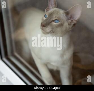 Selective focus shot of an Oriental Shorthair cat with expressive eyes Stock Photo
