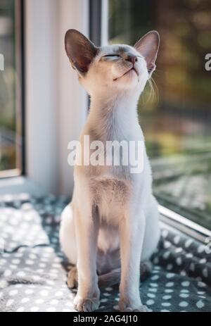 Vertical selective focus shot of a Devon Rex short-haired cat stretching in the morning Stock Photo