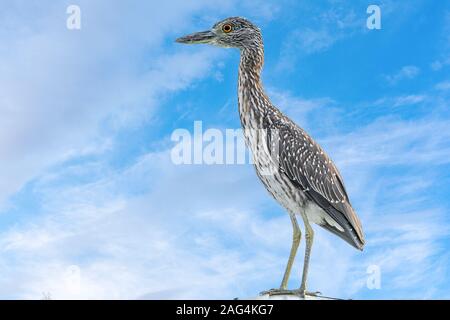 yellow-crowned night heron observing from a light post Stock Photo