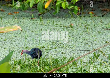 Gray-headed Swamphen foraging Stock Photo