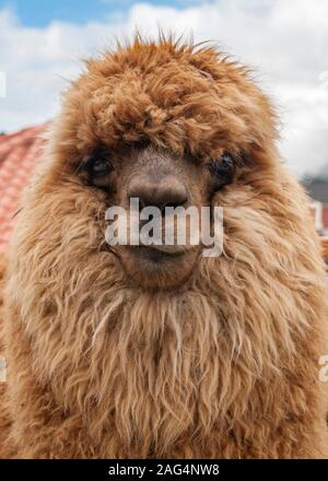 Portrait of an alpaca in Ecuador. Stock Photo