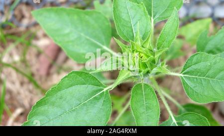 Closeup of a dwarf sunflower bud and green leaves, waiting to bloom. Stock Photo