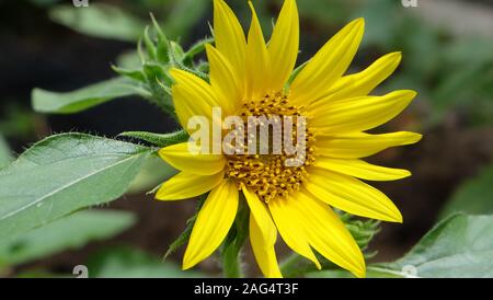 A beautiful yellow dwarf sunflower in full bloom. Stock Photo