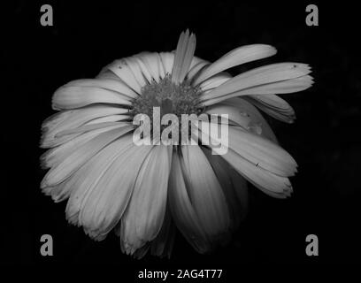 Flower bud of German chamomile isolated on white background, Matricaria ...