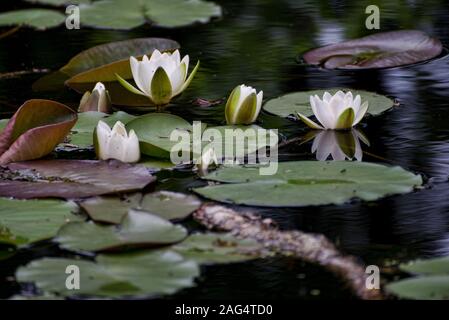 Beautiful selective focus shot of white sacred lotuses growing on big green leaves in a swamp Stock Photo