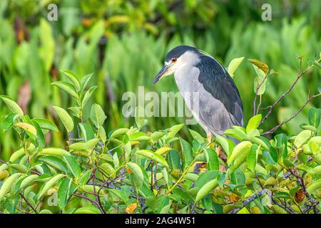 Black-crowned night heron standing on a bush Stock Photo