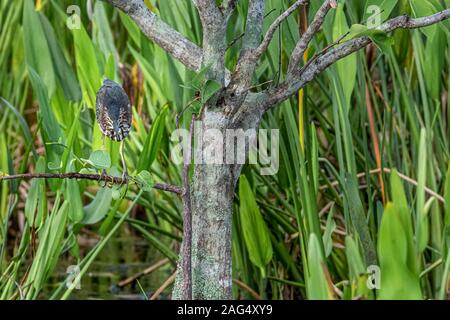 Green Heron perching on a tree branch Stock Photo