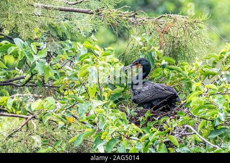 Double-crested cormorant nesting Stock Photo