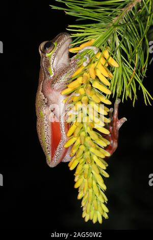 Blue Mountains Tree Frog climbing on Pine-leaf Geebung flower Stock Photo