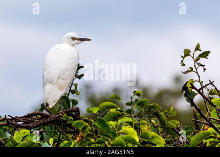 Juvenile cattle egret on a cypress tree Stock Photo