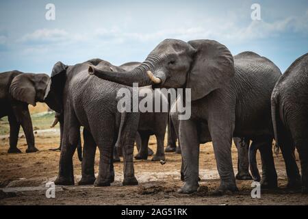 Group of exotic elephants on the muddy ground in the jungle Stock Photo