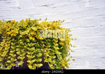golden creeping jenny, scientific name Lysimachia nummularia, in a cache-pot Stock Photo