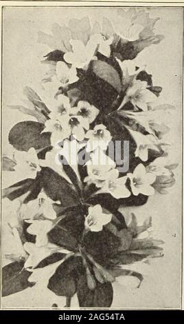 . Dreer's 1913 garden book. Weigela. VITEX (Chaste Tree).Agnus Castus. A graceful Shrub, growing from 5 to 6 feet high, withdense spikes 6 to 8 inches long, of lilac-colored flowers late in summer25 cts. each. WEIGELAS. A ell-known, popular, fiee-flowering Shrubs, producing trumpet-shapedflowers of many shades of color during June and July. (See cut.)Amabilis. A beautiful and distinct pink. 25 cts. each.Candida. Fine pure white; flowers of large size. 25 cts. each.Rosea. Soft rosy carmine. 25 tts. each. Rosea Nana Variegata. A neat dwarf Shrub, valuable for the clearlydefined variegation of g Stock Photo