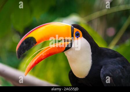 Toucan tropical bird in natural wildlife environment in rainforest jungle. Stock Photo