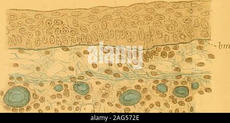 . Quarterly journal of microscopical science. Fig.10. Stock Photo