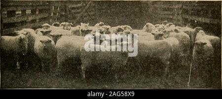 . Elementary principles of agriculture; a text book for the common schools. Fig. 146. Merino sheep. Champion flock at St. Louis Fair, Illinois State Fair,and Charleston, S. C, Exposition, 1902. (220) Types and Breeds of Sheep and Goats 221 are usually divided into three classes, according to thelength of the wool. The long-wooled breeds are repre-sented by the Lincoln, Leicester and Cotswold, while. Fig. 147. Grand champion car-load of mutton sheep. Chicago InternationalExposition, 1901. the short-wooled class includes the Southdown, Shrop-shire and Cheviot. The fine-wooled breeds are repre-se Stock Photo