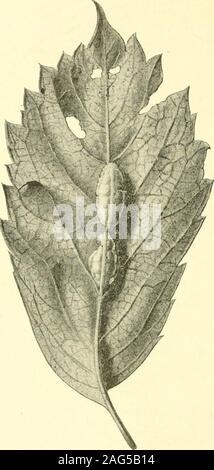 . Report of the State Entomologist on injurious and other insects of the state of New York. decatoma phytophaga CrosbyTumid, more or less irregular, sometimes winged midrib leaf gall, length i cm.Fig. 171. Felt i3h, p. 216 Itonid. Woodbine vein gall, Dasyneura parthenocissi Stebb.A nail gall or pouch leaf gall tapering at both extremities. Chadwick 08,p. 127 Acarid. Eriophyes sp.Irregular root gall, diameter 2 to 3 mm. Felt i 13, p. 466 Itonid. Woodbine root gall, Cecidomyia sp. Vitis (grape) Fruit and bud gallsvShriveled berries and enlarged seeds. Crosby 09, p. 380 Hym. Grape seed wasp, Evox Stock Photo