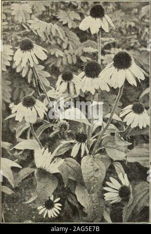 . Dreer's 1913 garden book. H 237. Rudbeckia Purpurea (Giant Purple Cone-flower) RlDBEtKIA (Cone-Hower). Indispensable plants for the hardy border; grow and thrive any-where, giving a wealth of bloom, which are well suited for cutting. Fulgida. Brilliant orange-yellow flowers, produced in masses onmuch-branched plants, 2 feet high, from July to September. Golden Glow. A well-known popular plant, a strong,robust grower, attaining a height of 5 to 6 feet, and producesmasses of double golden-yellow Cactus Dahlia-like flowers fromJuly to September. Maxima. A rare and attractive variety, growing 5 Stock Photo