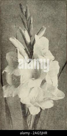 . Rawson's garden manual / W.W. Rawson & Co.. f perfect paper-white, with asliijht pink shade on lower half of the petal. Thespike is set solid and perfect, with the flowers fromtop to bottom, sets, each, 50cts. perdoz., $4 per 100. Attraction. Deep, dark rich crimson, with a verj-conspicuous large pure white center and throat. Atonce a most beautiful and attractive sort. 15 cts.,each, $1.50 per doz., Sio per 100. Baron Hulot. Good-sized flower, well arranged onstraight spikes; color dark violet bordering on blue.20 cts. each, S2 per doz., S15 per 100. Brencbleyensis. Tliis is an old standard Stock Photo