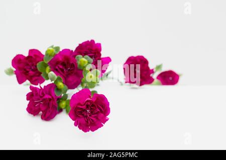 Mini magenta carnations and hypericum berries laying on white surface with selective focus and copy space. Stock Photo