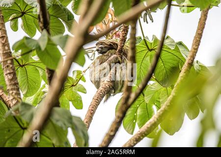 sloth three toe juvenile playful in tree manuel antonio national park costa rica, central america in tropical jungle. Stock Photo