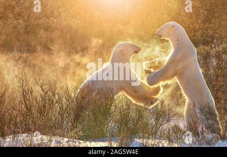 Two male polar bears (Ursus maritimus) playfully sparring together in what looks like a high five movement, in a pray of snowflakes. Churchill, Canada. Stock Photo
