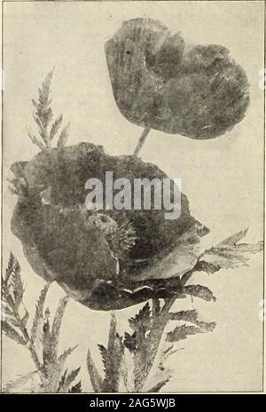 . Rawson's garden manual / W.W. Rawson & Co.. POPPIESPAPAVER alpinum (Alpine Puppy). A dwarf-growing, early-flowering Po])py. Fern-like foliageand cup-shaped flowers of white, rose and yellow allsummer. pj^j 6450 Finest Mixed $0 10 6460 White 10 6465 Rose lo 6470 Scarlet. New 10 6475 Yellow xo ICELAND POPPY [Papaoer nudicaule)Pretty tufted foliage ; flowers on long, wiry stems, inshades of white, yellow and vermilion, with satiny,crinkled petals. 6500 Rawsons Choice Mixed. Beautiful largeflowers in greatest variety of colors. Pkt. locts.,oz. Si. fl.Sio ijellow. Pkt. 10 cts., /oz. socts.^Si^^Wh Stock Photo