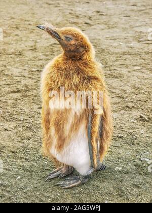 A close-up of one juvenile king penguin (aptenodytes patagonicus) chick shedding its brown down coat to reveal adult plumage. South Georgia Island.