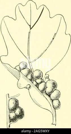 . Report of the State Entomologist on injurious and other insects of the state of New York. 103. Oak spangles,Cecidomyia pocu-lum O. S., on Q. macro-c a r p a. Side view andsection of gall. (Original) Disk-shaped, often flat, greenish leaf galls with a lilac center, the marginirregular, diameter 6 mm, on Q. d o u g 1 a s i i. Fullaway 11, p. 352 Cynipid. Andricus pattersonae F ullw io8 NEW YORK STATE MUSEUM Disk-shaped, flat, hard, smooth, monothalamous galls on the under side ofthe leaves, diameter 5 to 6 mm, on Q. chry sole pis. Fullaway 11, P- 363 Cynipid. Callirhytis guadaloupensis FuUw. B Stock Photo