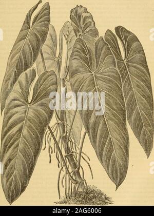 Philodendron andreanum hi-res stock photography and images - Alamy