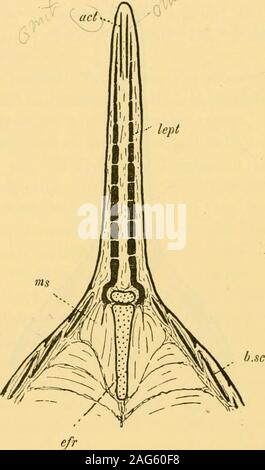 . Quarterly journal of microscopical science. bp Fig. 3.—Dia£:rammatic figure of a section ilirougli the dorsal fin ofAcipenser. For tlie letterin&lt;^ see p. 517- whereas the scales are in the more superficial layers of con-nective tissue (Text-fig. 5). Such is the structure of the dermal rays in living fish, andthe relations of these rays to the scales, the muscles, and theendo-skeletou are illustrated in figures 1, 2, 3, and 59, and inthe text-figures. We now endeavour to trace out their originand homologies. 488 EDWIN S. GOODRICH. Ryder (32), the only author who seems freely to havespecula Stock Photo