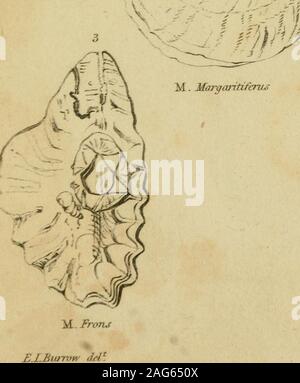 . Elements of conchology, according to the Linnæan system ... i: Stock Photo