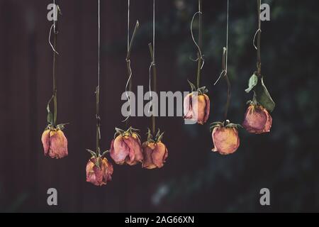 Closeup shot of hanging beautiful red and yellow-petaled roses with a blurred background Stock Photo