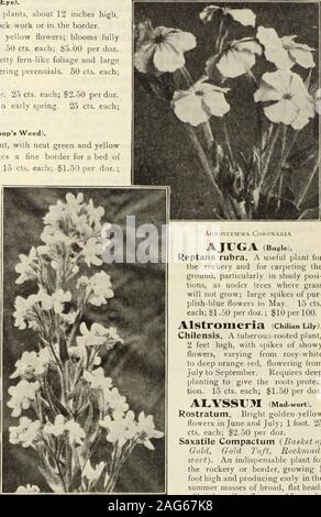 . Dreer's 1913 garden book. Anthemts. AJUGA (Bugle-. Reptans rubra. A useful plant forthe rockery and for carpeting theground, particularly in shady posi-tions, as under trees where grassnot grow; large spikes of pur-plish-blue flowers in May. 15 cts.each; $1.50 per doz.; $10 per 100. Alstromeria Chilian Lily). Chilensis. A tuberou.,-rooted plant,2 feet high, with spikes of showyflowers, varying from rosy-whiteto deep orange red, flowering fromJuly to September. Requires deepanting to give the roots protec-tion. 15 cts. each; $1.50 per doz. AEYSSU^I (Mad-wort). Rostratum. Bright golden-yellow Stock Photo