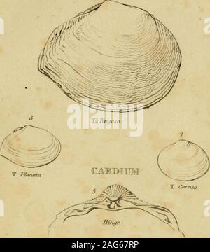 . Elements of conchology, according to the Linnæan system ... Stock Photo