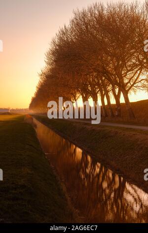 A mesmerizing view of a line of trees with reflection in the water ...