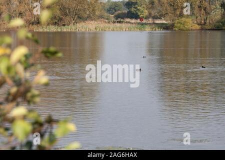 Views from banks of Conningbrook Lakes Country Park and nature reserve in Ashford, Kent United Kingdom Stock Photo
