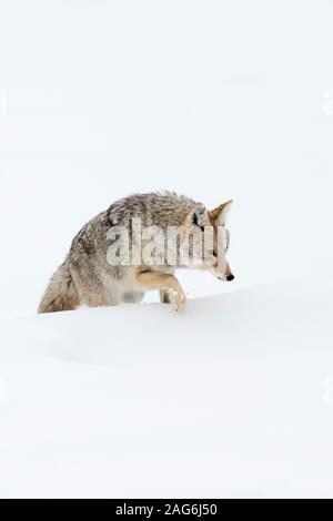 Coyote / Kojote ( Canis latrans ), in winter, walking through, climbing over high snow, on its way through deep snow, looks exhausted, Yellowstone NP, Stock Photo
