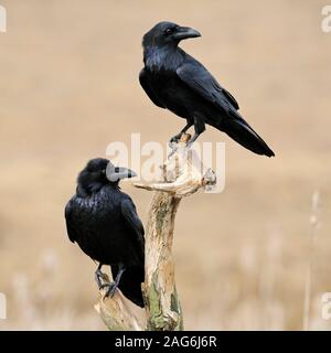 Common Raven / Kolkraben ( Corvus corax ), two together, perched on the rest of a rotten tree above reeds in wetland, turning heads, wildlife, Europe. Stock Photo