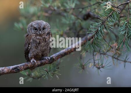 Scops Owl / Zwergohreule ( Otus scops ), perched on a branch of a pine tree, looks discontented, droll funny little bird, Europe. Stock Photo