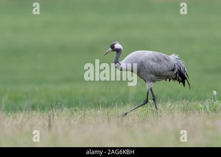 Common Crane ( Grus grus ), single bird, walking through grassland, a meadow, searching for food, wildlife, Europe. Stock Photo