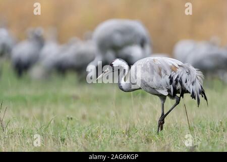 Common Cranes ( Grus grus ) resting on grassland, single adult walking in front of a huge flock, migratory birds, in fall, wildlife, Europe. Stock Photo