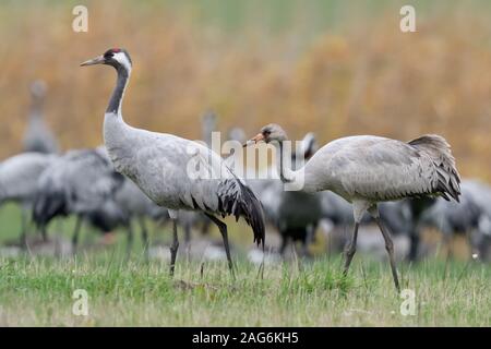 Common Crane ( Grus grus ), adult together with young, with offspring, walking in front of a flock over a meadow, migratory birds, wildlife, Europe. Stock Photo