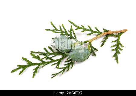 Chinese thuja with cones isolated on white Stock Photo